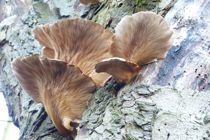 fungi-toadstools-mushrooms-bedfords-country-park-essex (2)