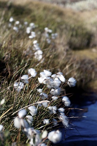 White flowers swaying in Wind