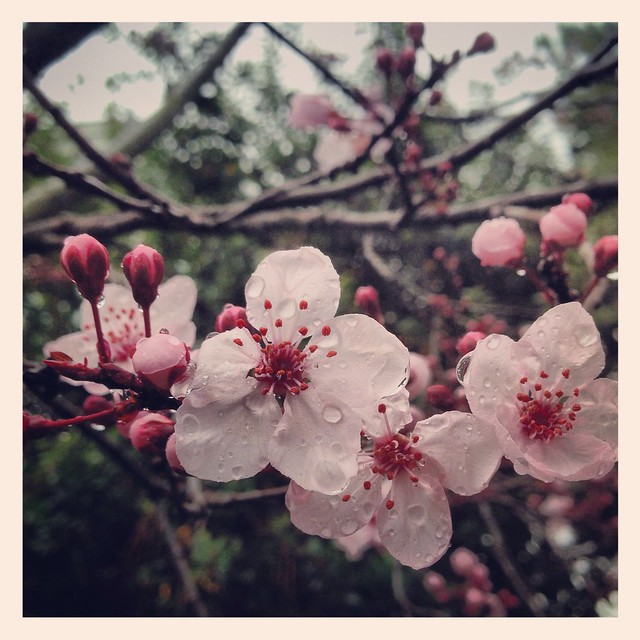 Cherry blossoms in the rain