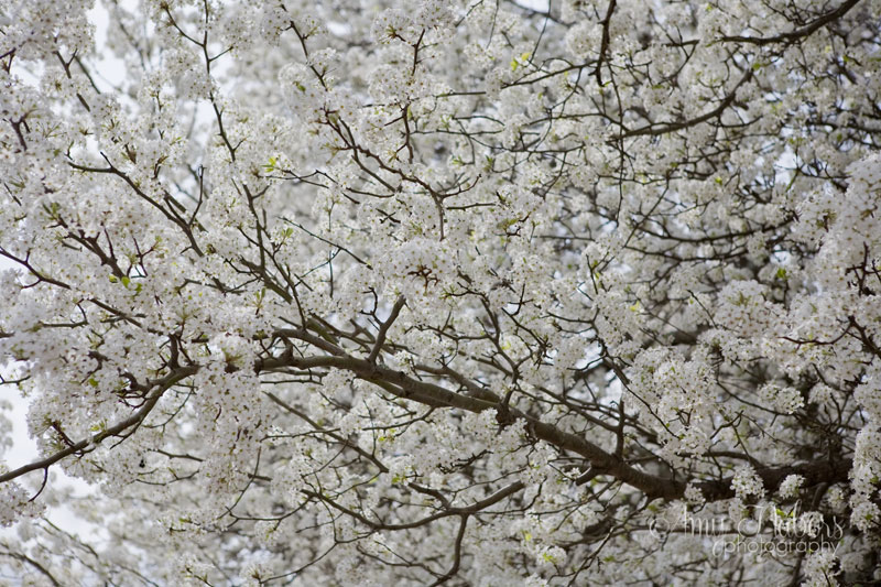 SpringTrees_Mar152014_0003