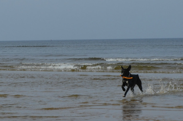Świnoujście beach Poland_Bailey dog running in the waves with her stick