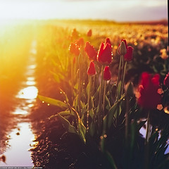 tulips at sunrise