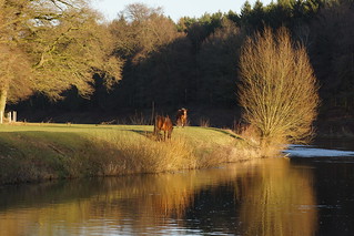 Two horses on a river