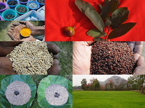 Validated and Potential Medicinal Rice Formulations for Hypertension (High Blood Pressure) with Diabetes mellitus Type 2 Complications (TH Group-292) from Pankaj Oudhia’s Medicinal Plant Database by Pankaj Oudhia