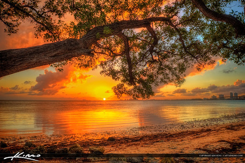 Under Mangrove Biscayne Bay Sunset Key Biscayne by Captain Kimo