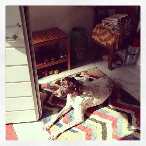 I can't close my front door. #sunlover #gsp #germanshorthairpointer #dog #foyer #june #aachen #germany