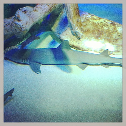 Sharks #sealifearizona