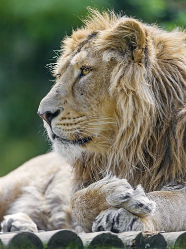 Asiatic lion profile by Tambako the Jaguar