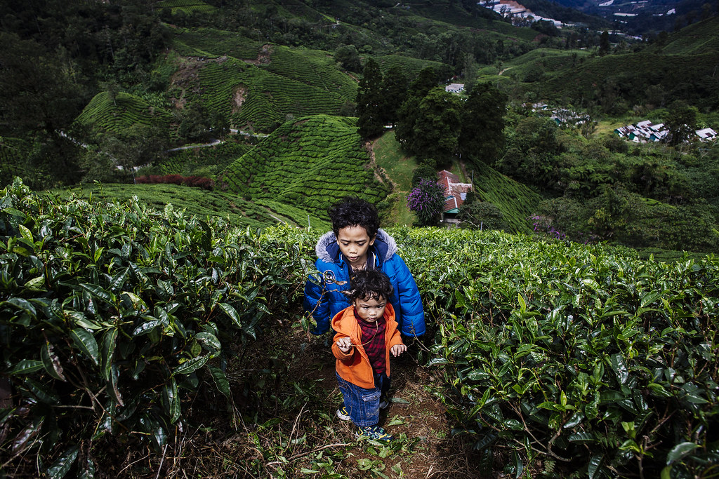 Children Photography | Habu Boh Tea Plantation | Cameron Highlands