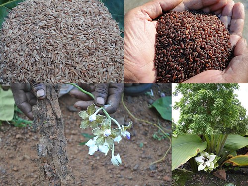 Traditionally Validated Medicinal Rice Formulations for Diabetes and Cancer Complications and Revitalization of Pancreas (TH Group-141) from Pankaj Oudhia’s Medicinal Plant Database by Pankaj Oudhia