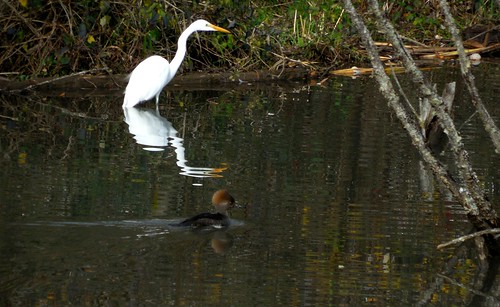 Egret and Duck