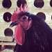Riverdale Farm rooster sees nothing to be excited about.