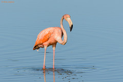 Phoenicopteriformes - Flamingos