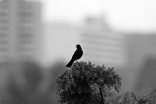 Black Bird by monkeykong