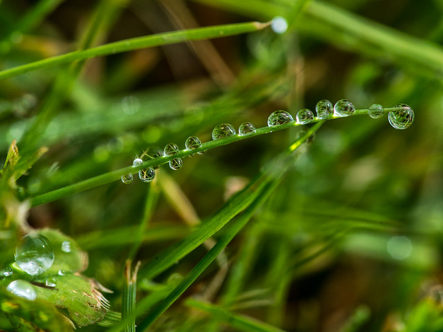 Raindrops-in-the-garden