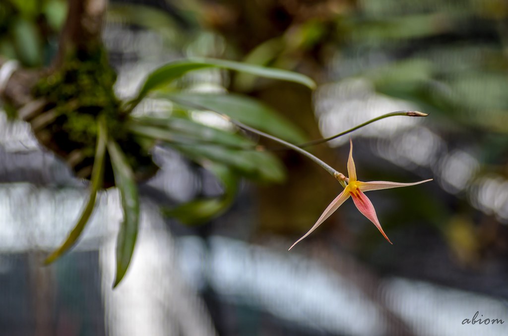 Bulbophyllum macrochilum