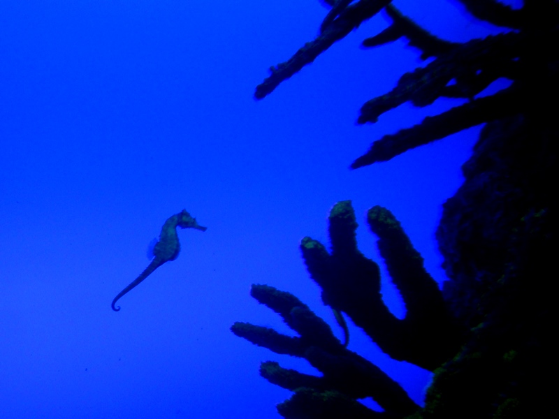 Ripley's Aquarium seahorse