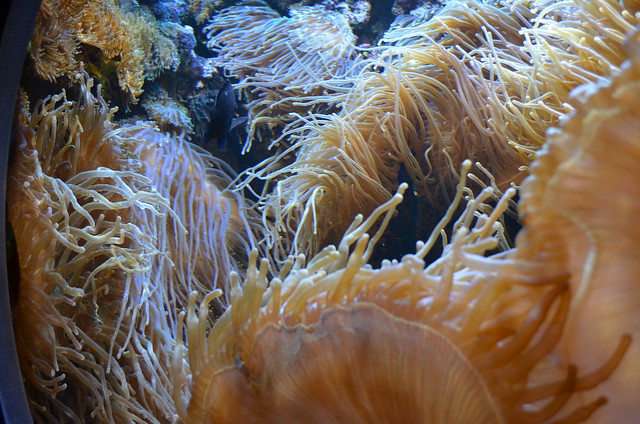 Biosphaere Potsdam aquarium coral