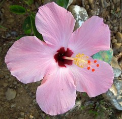 Chinese Hibiscus (x2)