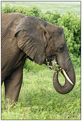 2017 01 19 Les éléphants de Chobe