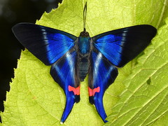 Butterflies of Ecuador