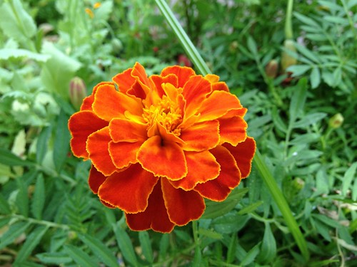 Flower in my garden