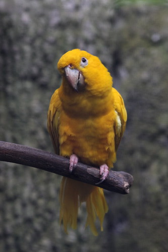 Golden Parakeet 黃金鸚哥