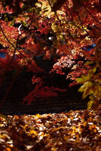 Autumnal leaves of Muro-ji temple No.3.