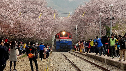 Gyeonghwa Station, Jinhae Cherry Blossom Festival, South Korea