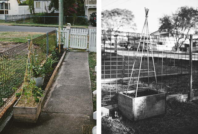 The Veggie Patch Diaries