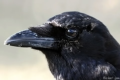Blackbirds & Crows
