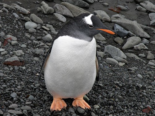 Gentoo Penguin, Antarctica by therese beck