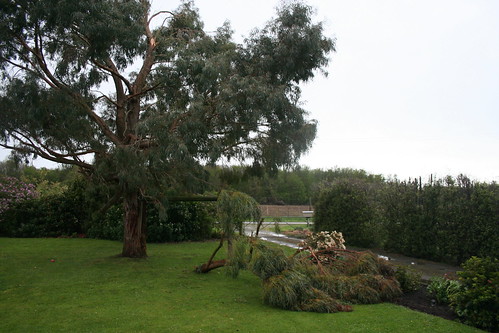 2013-10-14 - Wind damage - Eucalyptus branch