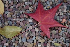 			Klaus Naujok posted a photo:	Closing the months with some random leaf pictures taken in my backyard.