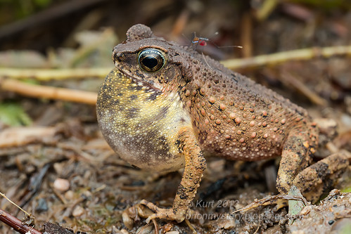 Lesser Stream Toad (Ingerophrynus parvus) IMG_0115 copy