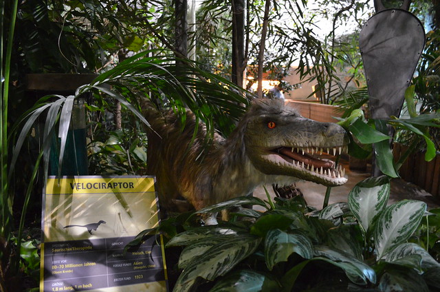Biosphaere Potsdam Velociraptor