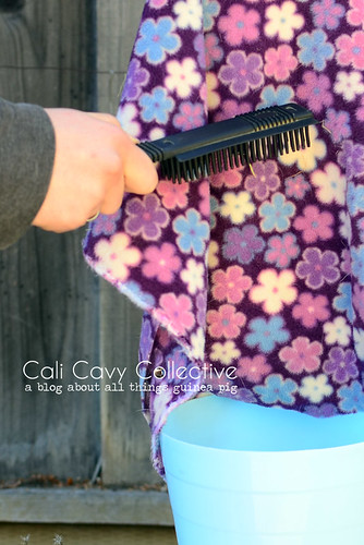 Cleaning tip: use a curry comb to remove hay and hair from fleece