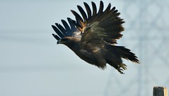 Flight of the Steppe Eagle and other birds