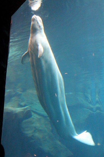 Georgia Aquarium, 6