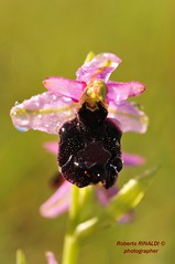 Ofride di Bertoloni - Ophrys bertolonii