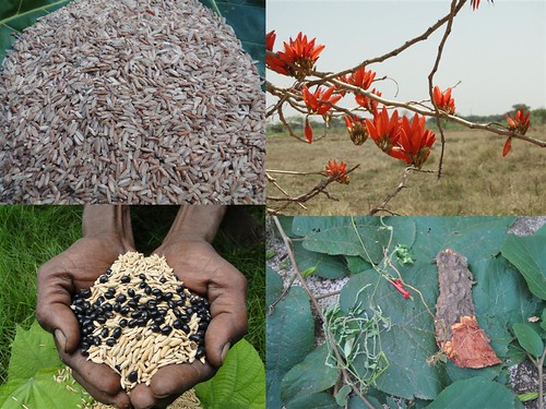 Indigenous Medicinal Rice Formulations for Heart, Kidney and Liver Diseases and Cancer and Diabetes Complications (TH Group-114) from Pankaj Oudhia’s Medicinal Plant Database by Pankaj Oudhia