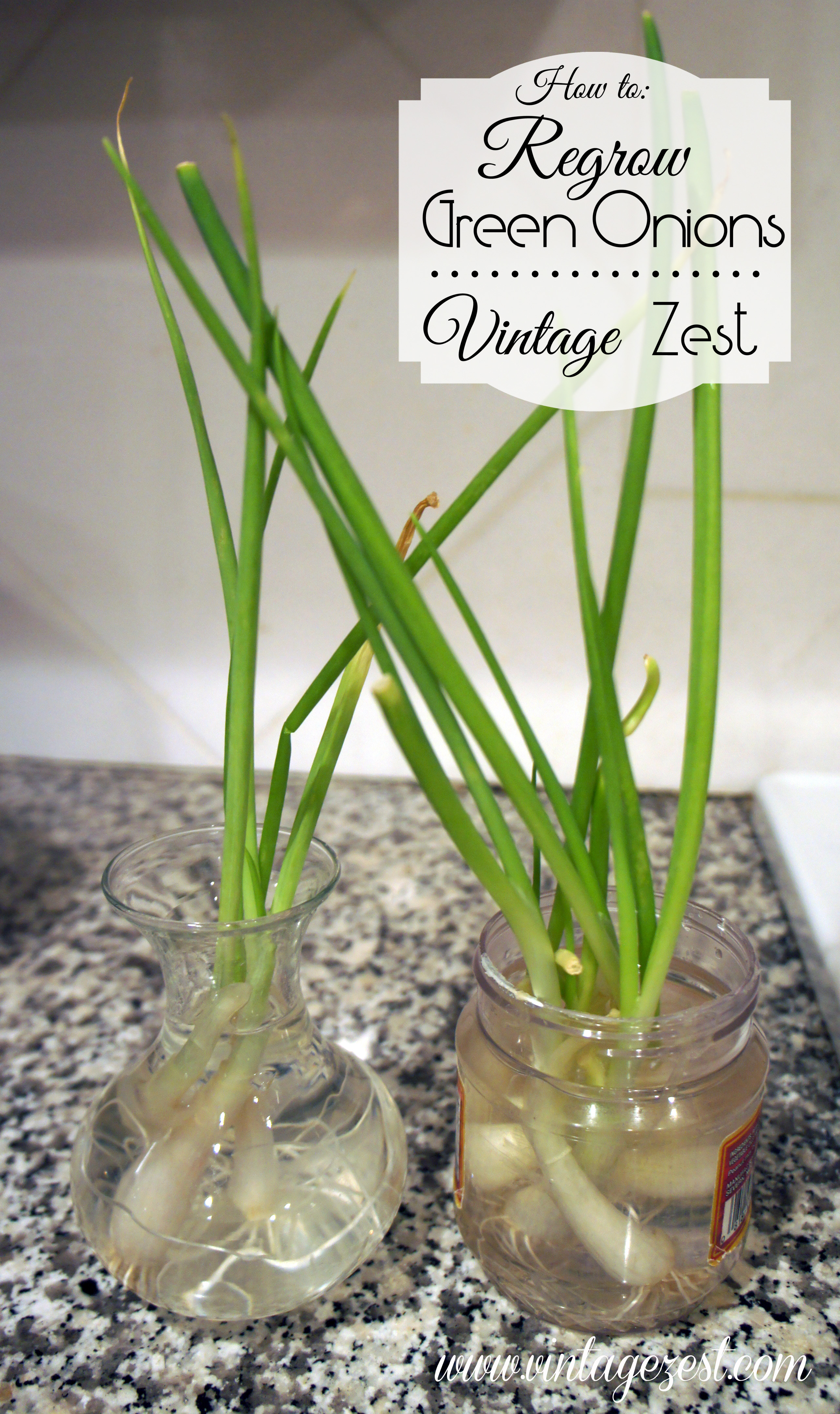 How to Regrow Green Onions 4