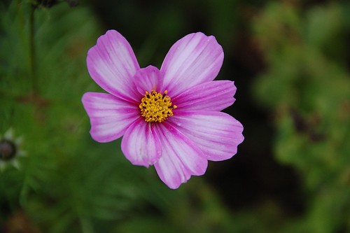 late cosmos