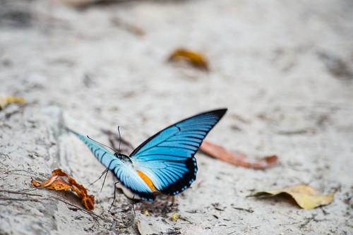 Giant Blue Swallowtail-P.zalmoxis