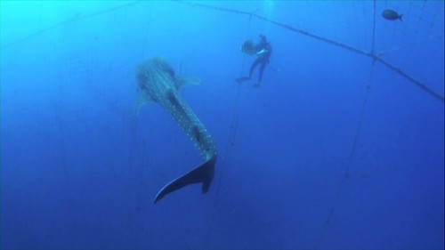日本沖繩遊客與鯨鯊共游，翻拍自EAWST影片
