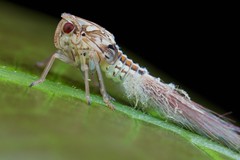 Hemiptera (Vietnam)