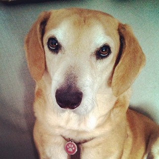 Sophie says Good Morning! #instadog #dogstagram #Rescued #houndmix #adoptdontshop #ilovemydogs #dogs
