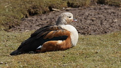 Orinoco Goose