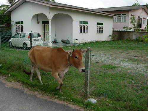 Cow on the loose, Terengganu