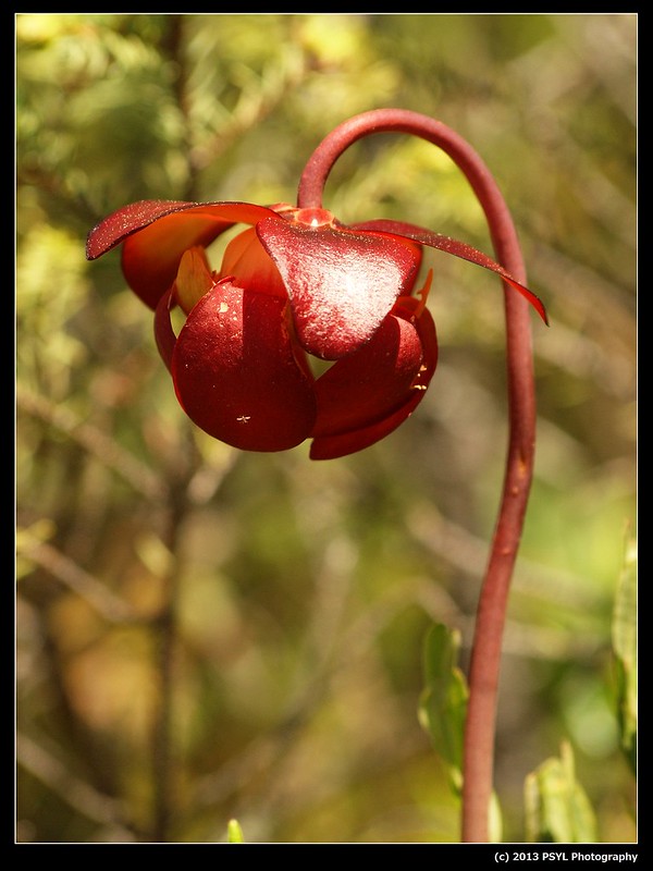 Pitcher-plant (Sarracenia purpurea)